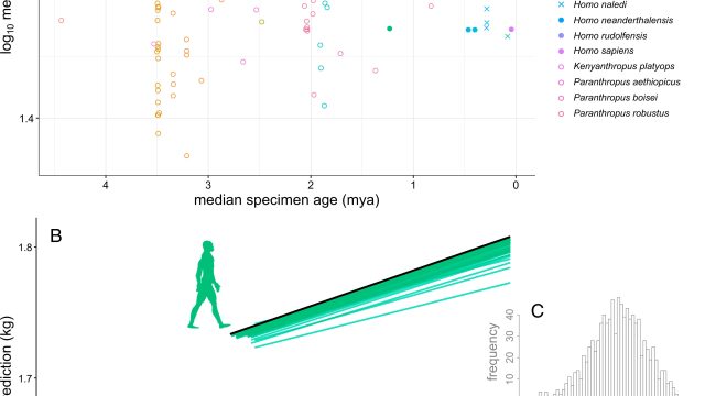 Unexpected Insights on Hominin Body Size Evolution