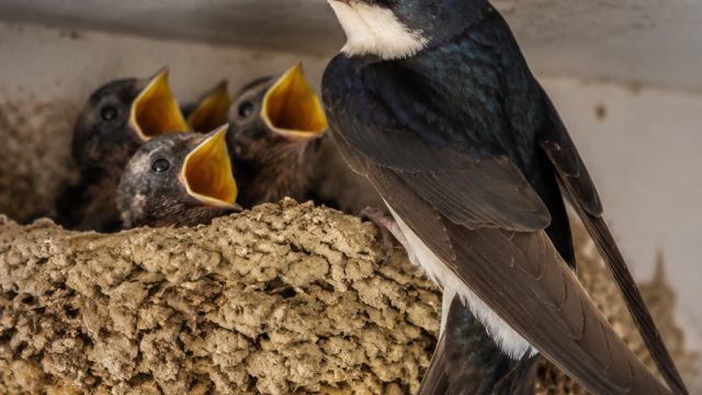 Exciting Developments in Swift and House Martin Nests