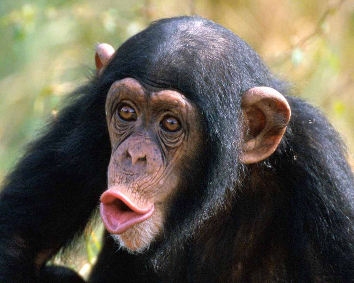 Among the top 10 smartest animals besides humans, crows are also on the list