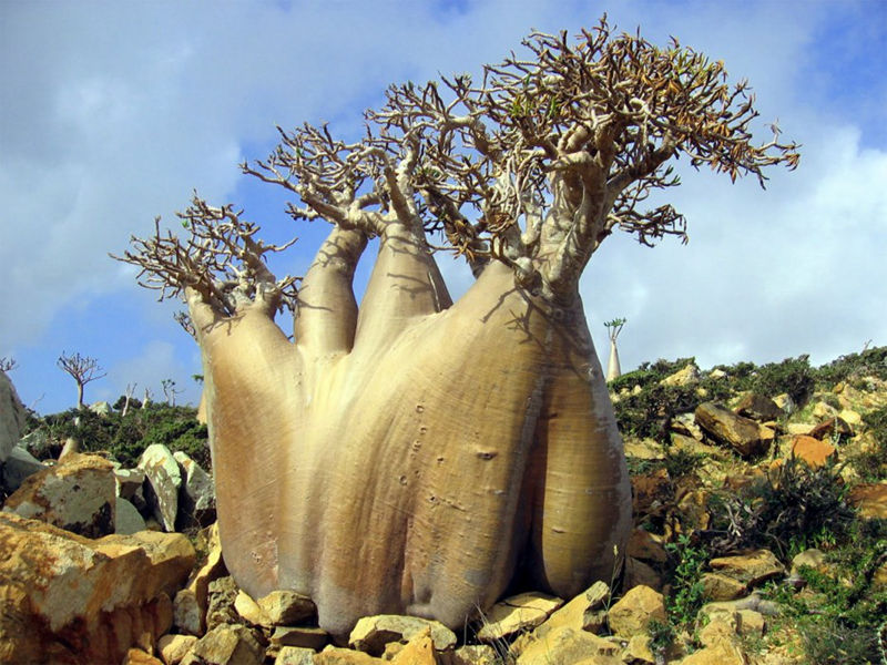 8 unique forests, like coming from an alien planet - top emoticon