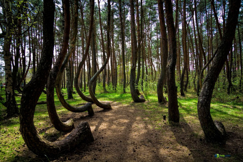 8 unique forests, like coming from an alien planet - top emoticon