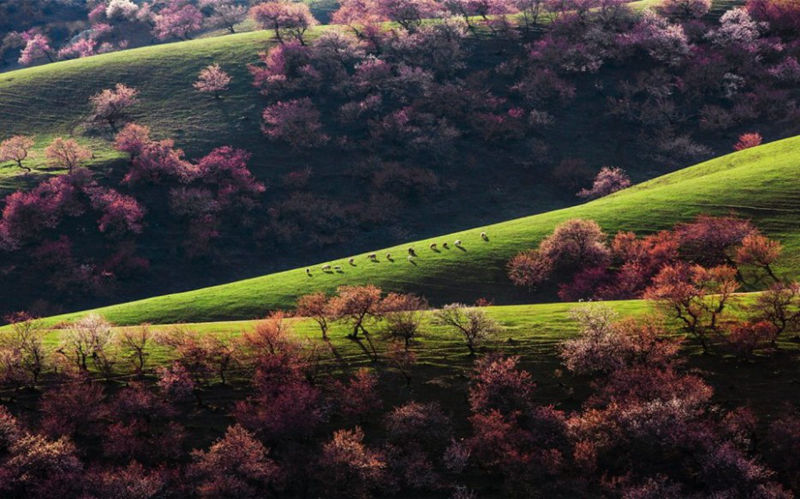 8 unique forests, like from an alien planet - top emoticon