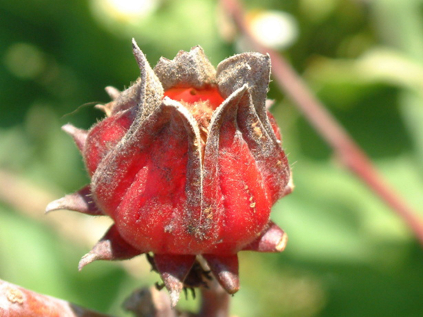 20 unusual but delicious weird fruits, African horned melon is definitely the pursuit of foodies--top emoticon